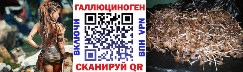 Купить  Шагонар  Псилоцибиновые грибы Psilocybe 